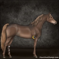 Horse Color:Liver Chestnut Sabino