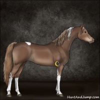 Horse Color:Liver Chestnut Tobiano 