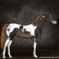 Horse Color:Gray Liver Chestnut Sabino Tobiano