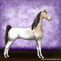 Horse Color:White Spotted Bay Dun Snowcap 