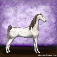 Horse Color:White Spotted Sable Champagne Dun Appaloosa 