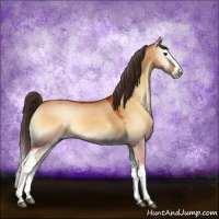 Horse Color:White Spotted Buckskin Onyx Splash
