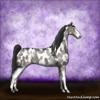 Horse Color:White Spotted Grullo Appaloosa