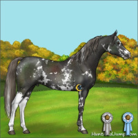 Horse Color:White Spotted Liver Chestnut Mushroom 