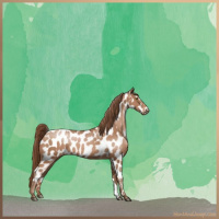 Horse Color:Brown Pearl Appaloosa