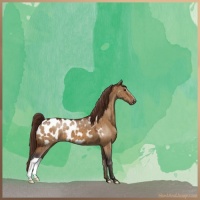 Horse Color:Buckskin Dun Appaloosa Brindle