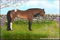 Horse Color:Bay Snowcap 