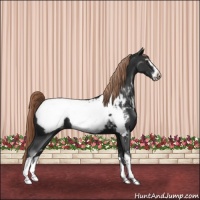 Horse Color:Liver Chestnut Sabino Appaloosa 