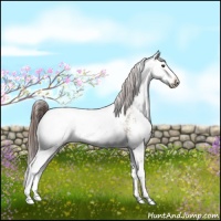 Horse Color:Liver Red Dun Sabino Appaloosa