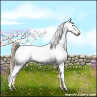 Horse Color:Chocolate Palomino Roan Appaloosa