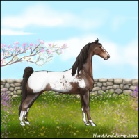 Horse Color:Liver Chestnut Sabino Near Fewspot 