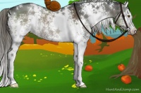 Horse Color:White Spotted Liver Red Dun