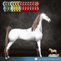 Horse Color:Liver Red Dun Appaloosa 