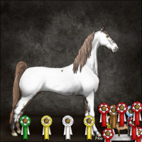 Horse Color:Liver Red Dun Appaloosa 