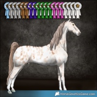 Horse Color:Gold Champagne Dun Sabino Appaloosa Brindle