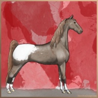 Horse Color:Liver Red Dun Appaloosa Brindle