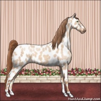 Horse Color:Gold Champagne Dun Appaloosa 