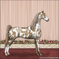 Horse Color:Chocolate Palomino Dun Appaloosa 