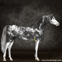 Horse Color:White Spotted Liver Chestnut Splash 
