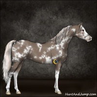 Horse Color:White Spotted Liver Red Dun Splash