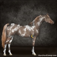 Horse Color:White Spotted Liver Red Dun