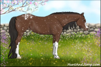 Horse Color:Bay Appaloosa