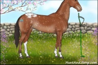 Horse Color:Bay Appaloosa
