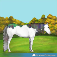 Horse Color:Nacre Black Splash 