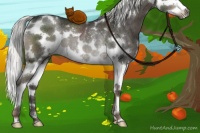 Horse Color:White Spotted Liver Chestnut Splash Rabicano