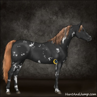 Horse Color:White Spotted Liver Chestnut 