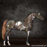 Horse Color:White Spotted Liver Chestnut 