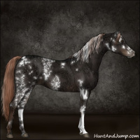 Horse Color:White Spotted Liver Chestnut Ice