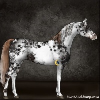 Horse Color:White Spotted Liver Chestnut Ice 
