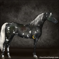 Horse Color:White Spotted Liver Chestnut Ice Rabicano 