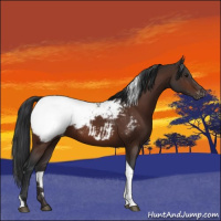 Horse Color:Bay Tobiano Snowcap 
