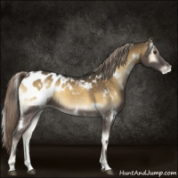 Horse Color:White Spotted Chocolate Palomino Onyx Appaloosa