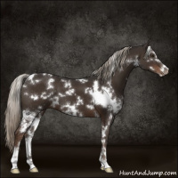 Horse Color:White Spotted Liver Chestnut Sabino