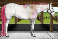 Horse Color:Painted Plaid  White Spotted Liver Red Dun Onyx Sabino Rabicano 