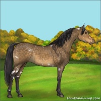 Horse Color:White Spotted Buckskin Dun 