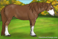 Horse Color:Gray Chestnut Sabino 