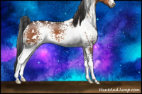 Horse Color:White Spotted Brown 
