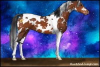 Horse Color:White Spotted Bay Tobiano Appaloosa 