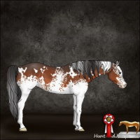 Horse Color:White Spotted Bay Varnish