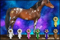 Horse Color:White Spotted Bay Appaloosa 