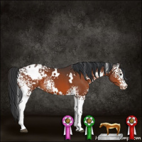 Horse Color:White Spotted Bay Appaloosa
