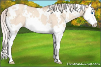 Horse Color:White Spotted Silver Sable Champagne Dun Sabino Splash