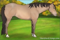 Horse Color:Amber Champagne