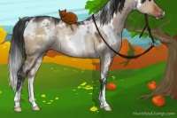 Horse Color:White Spotted Brown Dun Rabicano 