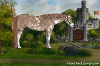 Horse Color:Liver Red Dun Sabino 