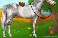 Horse Color:White Spotted Liver Chestnut Sabino Rabicano